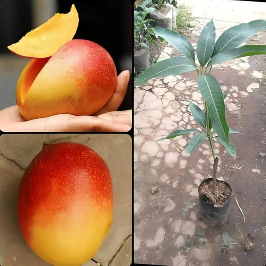 Gulab Khas Mango Grafted Hybrid Plant