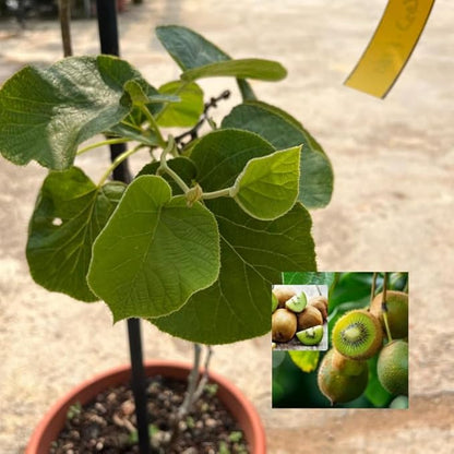 Hayward Kiwi Grafted Fruit Plant