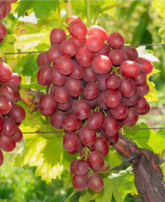Seedless Sweet Red Round Globe Variety Air Layered Grapes Plant