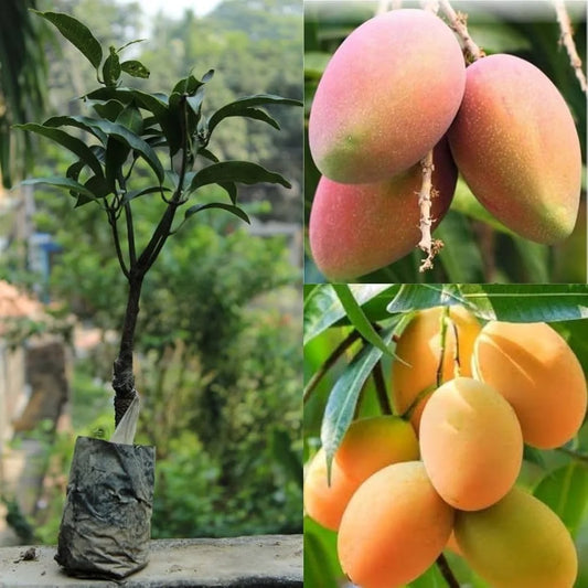 Himsagar Mango Grafted Hybrid Plant