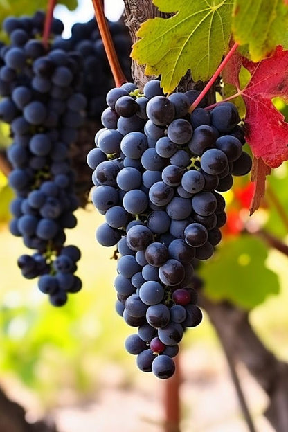 Seedless Sweet Black Round Kyoho Variety Air Layered Grapes Plant