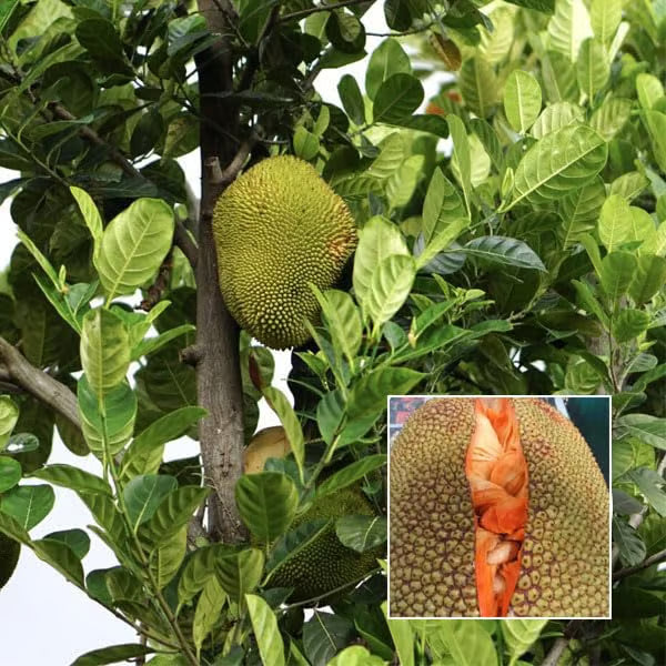 Red Sindoor Siddu Jackfruit Panasa Varikka Katahal Chakka Grafted Fruit Plant