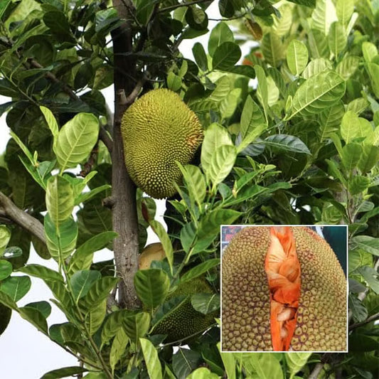 Red Sindoor Siddu Jackfruit Panasa Varikka Katahal Chakka Grafted Fruit Plant (1.5-3 Feet Height)