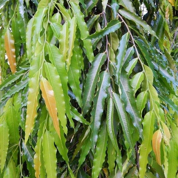 Indian Mast Tree- Debdaru Plant