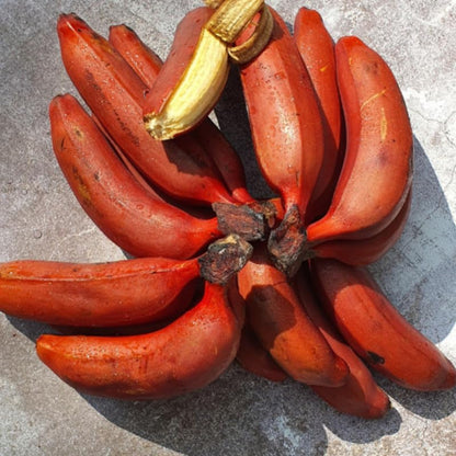 Red Banana Tissue Cultured Fruit Plant