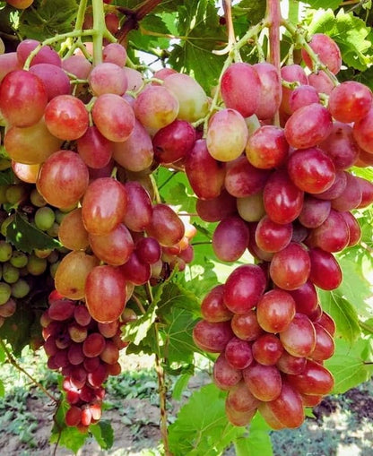 Seedless Sweet Long Red Jack’s Salute Variety Air Layered Grapes Plant