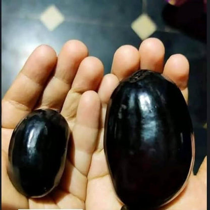 Thai KG 10 Black Jamun Jambolan Jam Grafted Fruit Plant