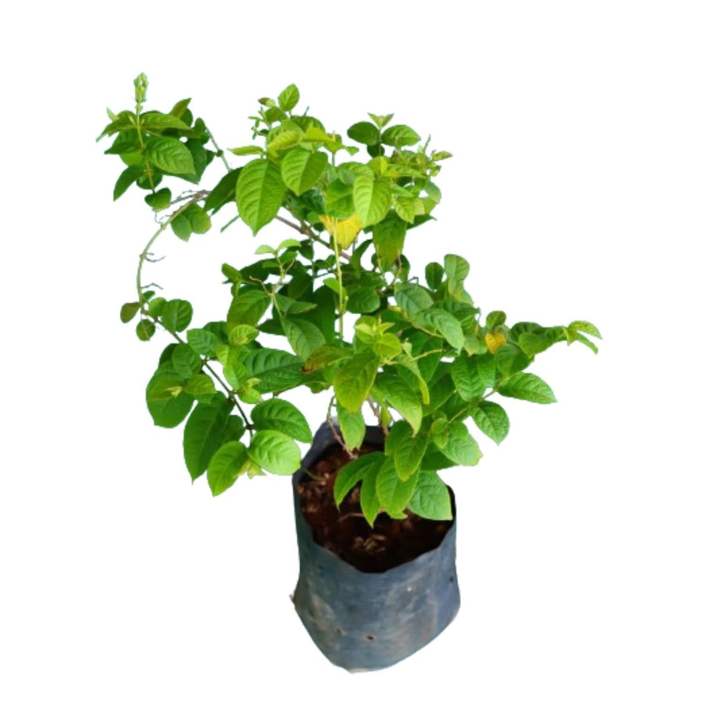 Rangoon Creeper Madhavi Lata Madhumalti Flower Climbers Flower Plant (1-2 Feet Height)