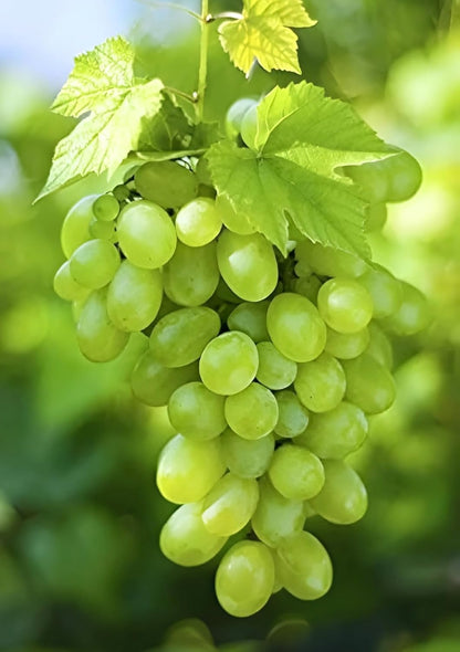 Seedless Sweet Green Round Sugraone Variety Air Layered Grapes Plant