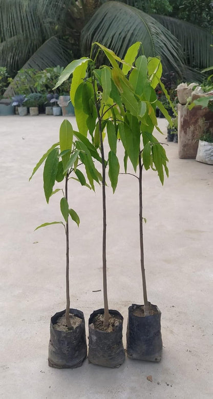 Indian Mast Tree- Debdaru Plant