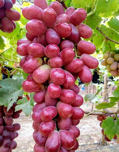 Seedless Sweet Long Red Jack’s Salute Variety Air Layered Grapes Plant
