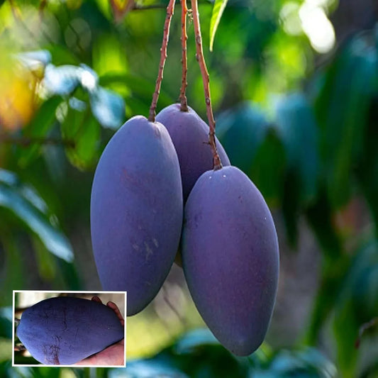 Blue Mango Grafted Hybrid  Plant