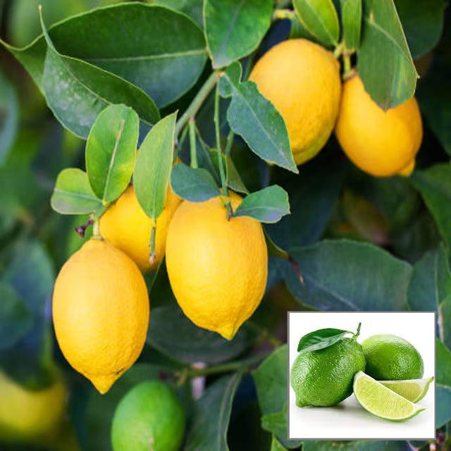 Seedless All Time Lemon Nimbu Layering/Grafted Fruit Plant