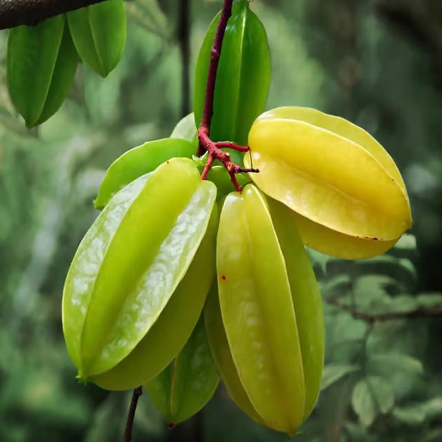 Sour Star Fruit Carambola Kamranga Amrak Grafted Plant