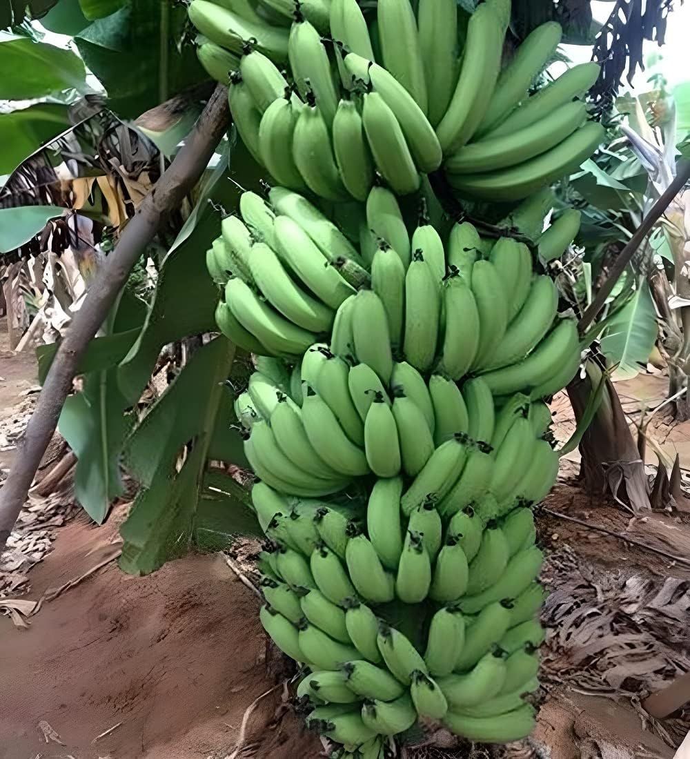 Grand Naine G9 Banana Tissue Cultured Fruit Fruit Plant