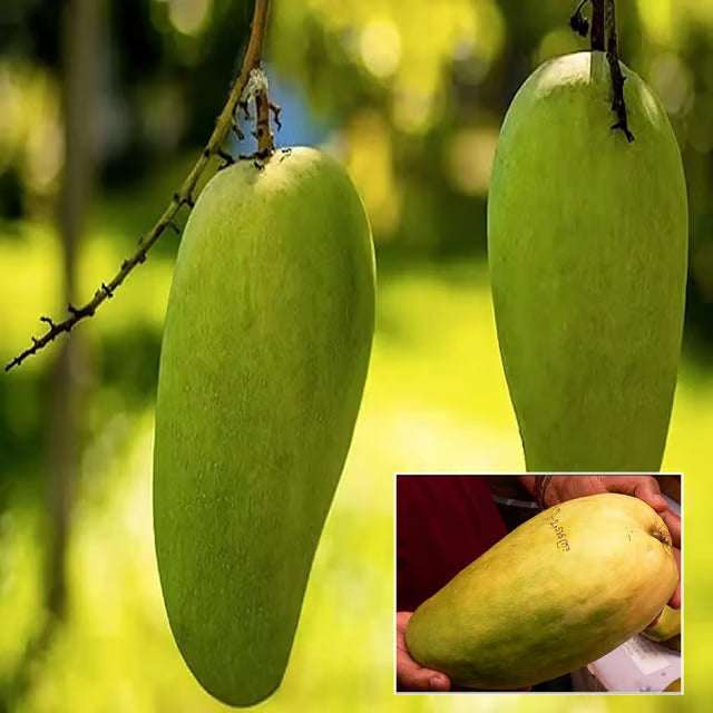 Nurjahan Noor Jahan Mango Aam Grafted Fruit Plant (1.5-3 Feet Height)
