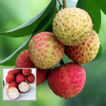 Early Seedless Litchi Lychee Layering/Grafted Fruit Plant