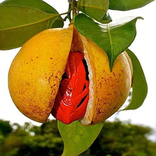Nutmeg Jaifal Myristica Javitri Jaiphal Spice Plant (1.5-3 Feet Height)