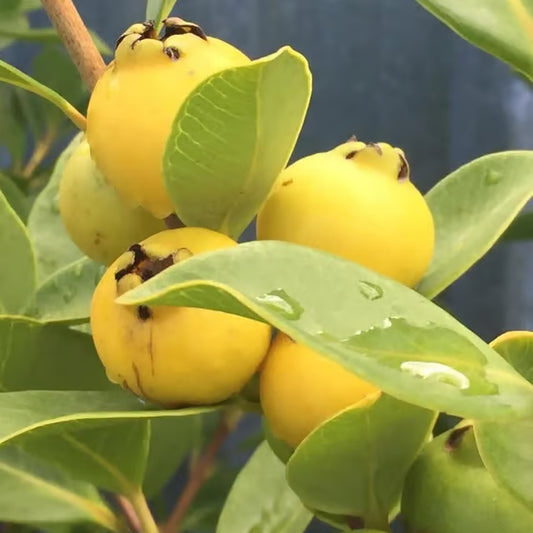 Yellow Strawberry Guava Amrood Layering/Grafted Fruit Plant (1.5-3 Feet Height)