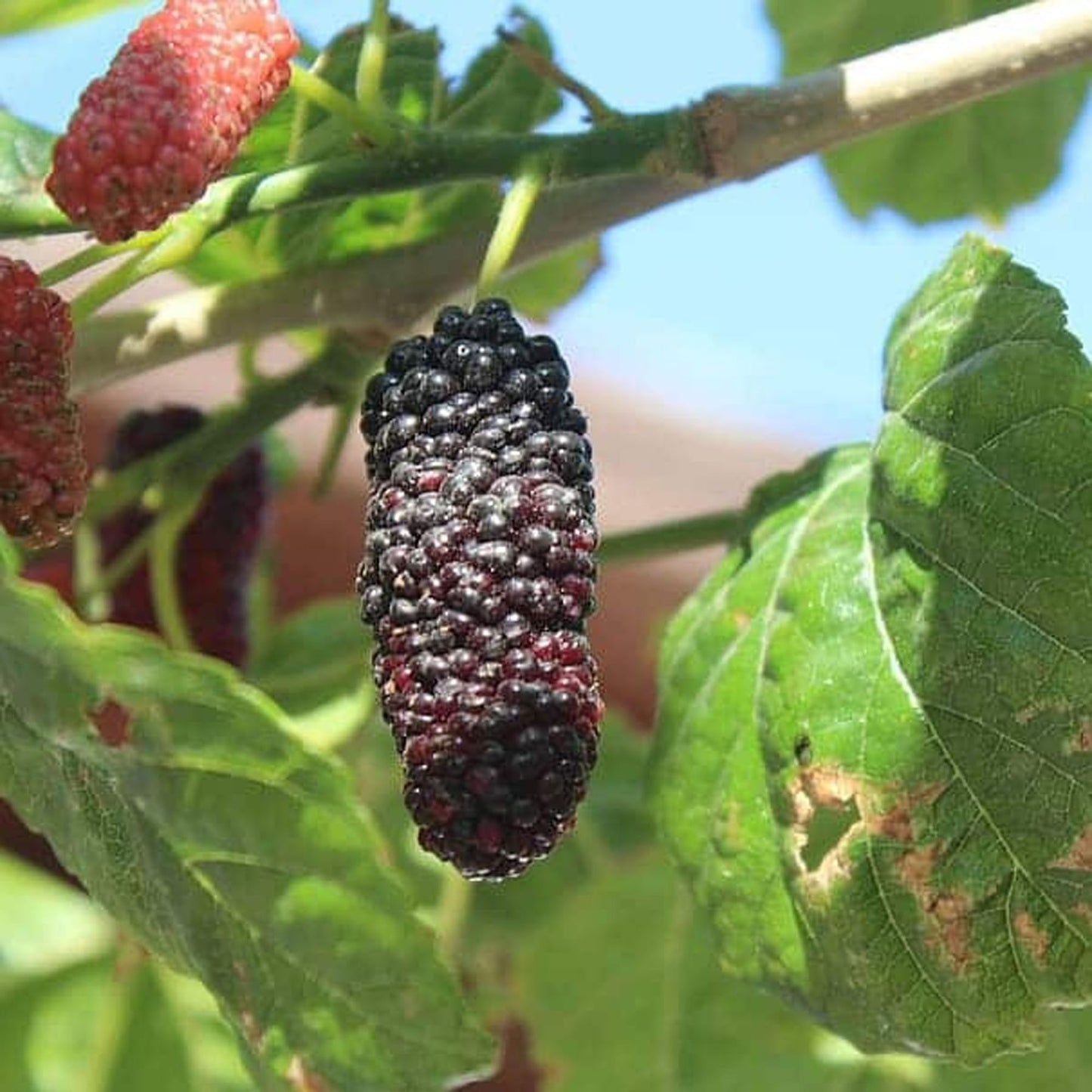 Mulberry Shahtoot All Time Layering/Grafted Fruit Plant