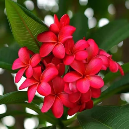 Red Colour Kat Chapa Champa Plumeria Flower Plant (1-2 Feet Height)