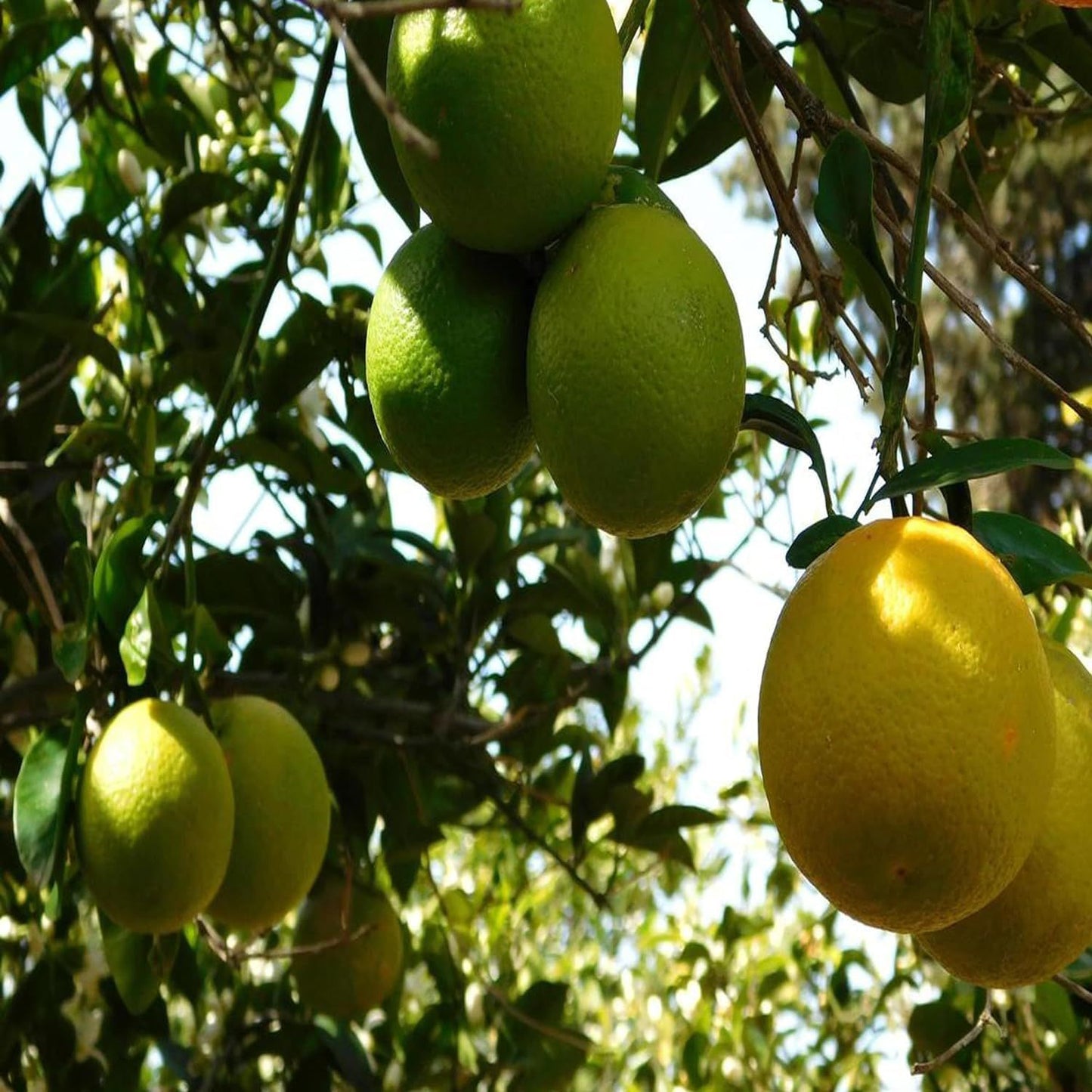 Sweet Indian Mosambi Grafted Fruit Plant (1.5-2 Feet Height)