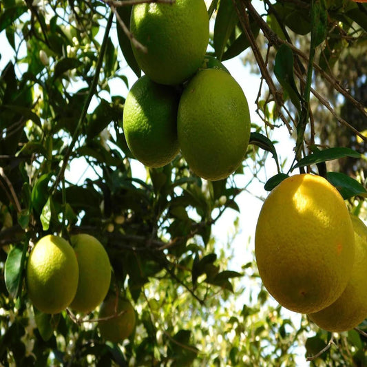 Sweet Indian Mosambi Grafted Fruit Plant (1.5-2 Feet Height)