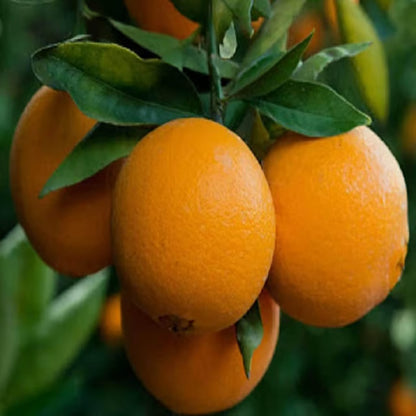 Washington Navel Orange Santra Grafted Fruit Plant