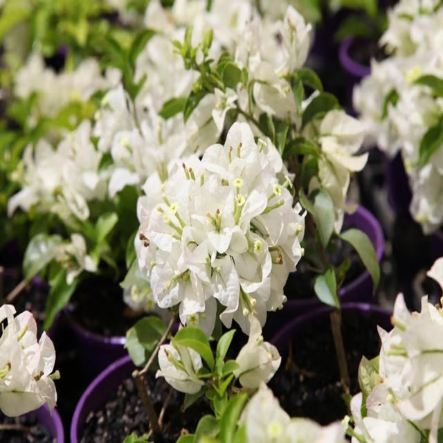 White Colour Bougainvillea Kagoj Ful Shrubs Flower Plant