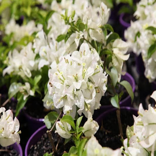 White Colour Bougainvillea Kagoj Ful Shrubs Flower Plant (1-2 Feet Height)
