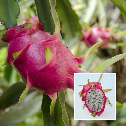 Combo White,Pink & Yellow Colombiana Dragon Fruit Cutting/Grafted Fruit Plant(Pack of 3)
