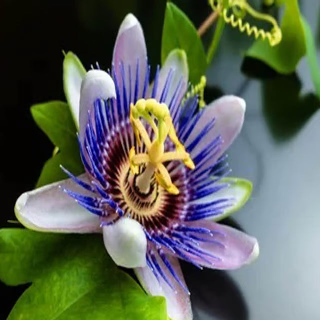 Purple Colour Jhumko Lata krishna kamal rakhi bel Passion Climbers Flower Plant (1-2 Feet Height)