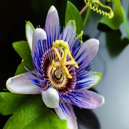 Purple Colour Jhumko Lata krishna kamal rakhi bel Passion Climbers Flower Plant (1-2 Feet Height)