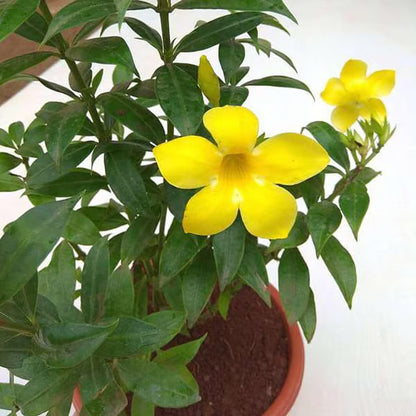 Yellow Allamanda cathartica Round the Year Flower Plant (1-2 Feet Height)
