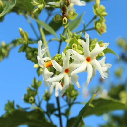 Seuli Parijat Flower Plant (1-2 Feet Height)