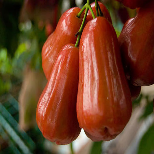 Jambu King Kong Wax Apple Water Apple Java Apple Jamrul Chamba Layering/Grafted Fruit Plant (1.5-3 Feet Height)