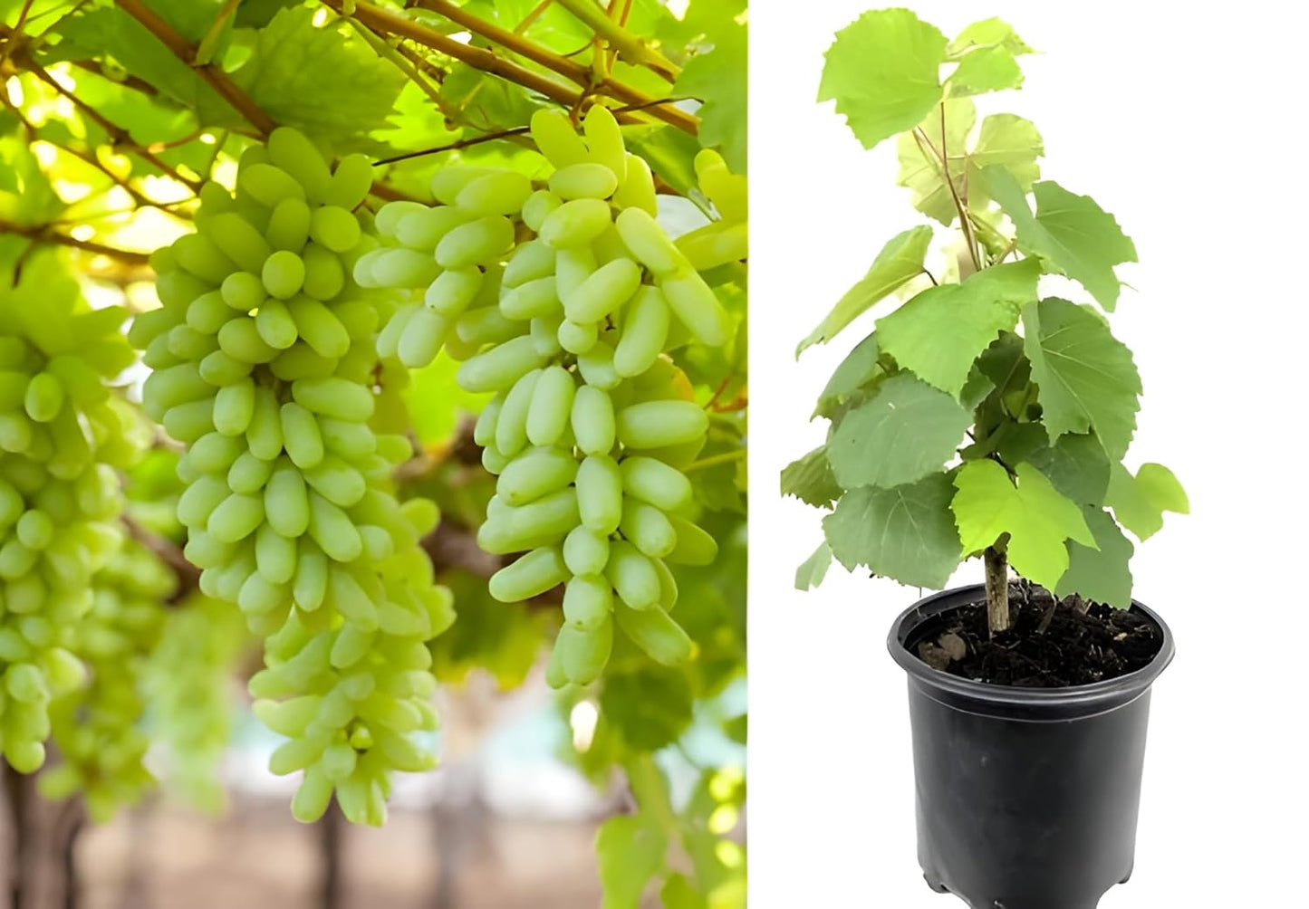 Seedless Sweet Green Long Thompson (Sultana) Variety Air Layered Grapes Plant