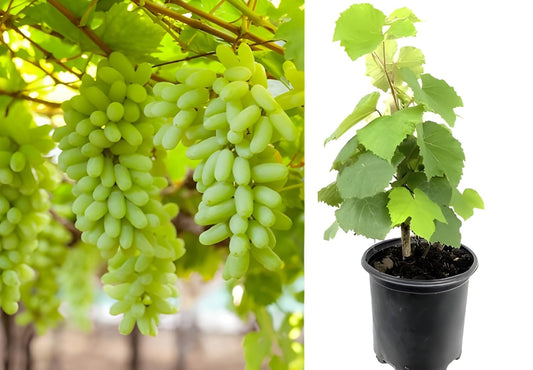 Seedless Sweet Green Long Thompson (Sultana) Variety Air Layered Grapes Plant