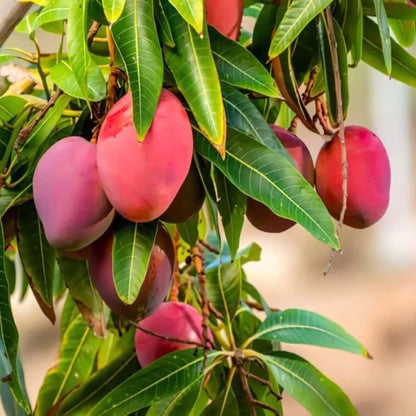 American Red Palmar Mango Aam Grafted Fruit Plant