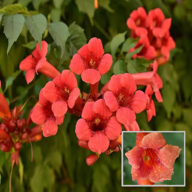 Red Colour Tecoma Climbers Flower Plant