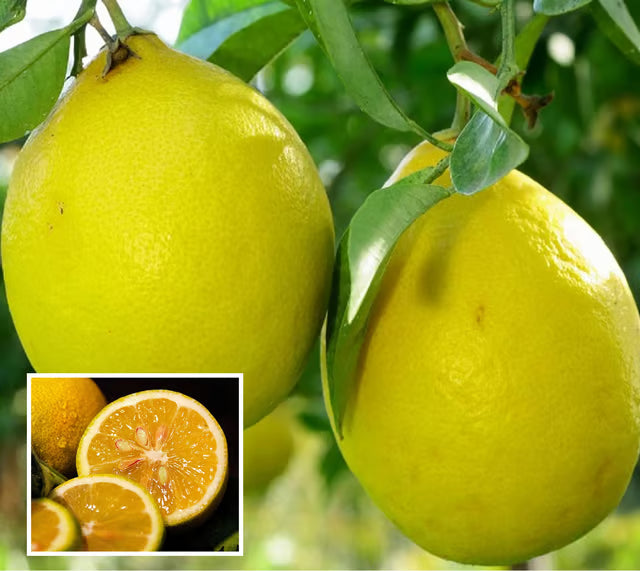 Nimbu Big Size ball Pati Lemon Nimbu Layering/Grafted Fruit Plant (1-2 Feet Height)