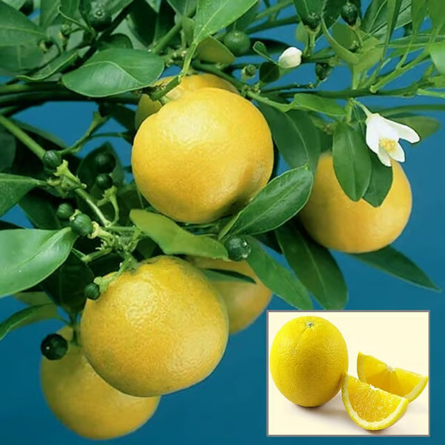 Vietnam All Time Malta Mosambi Grafted Fruit Plant