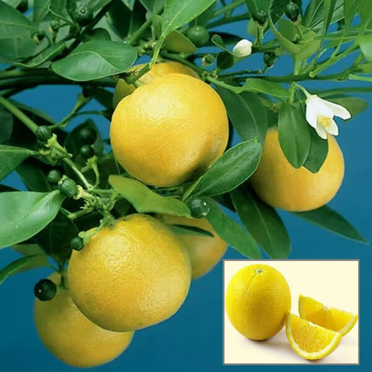 Vietnam All Time Malta Mosambi Grafted Fruit Plant (1.5-2 Feet Height)