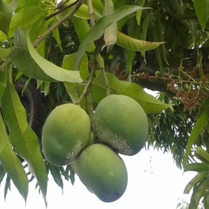 Malgova Mulgoba Mango Aam Grafted Fruit Plant (1.5-3 Feet Height)