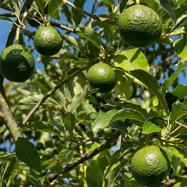 Monroe Round Avocado Butter Fruit Grafted Plant
