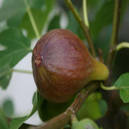 Brown Turkey Fig Anjeer Layering/Grafted Fruit Plant (1-2 Feet Height)