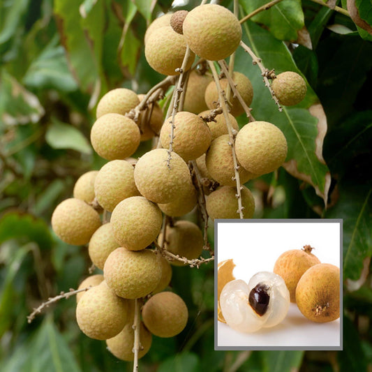 Kohala Hawaii Dragon Eye Longan Grafted Fruit Plant (1-2 Feet Height)