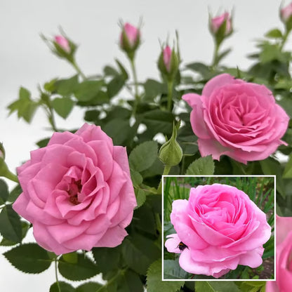 Pink Colour Rose Fragrant Flower Plant