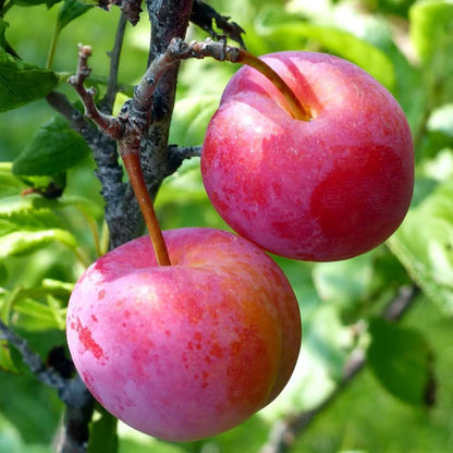 Red Plum Aloo Bukhara Layering/Grafted Fruit Plant (1.5-3 Feet Height)