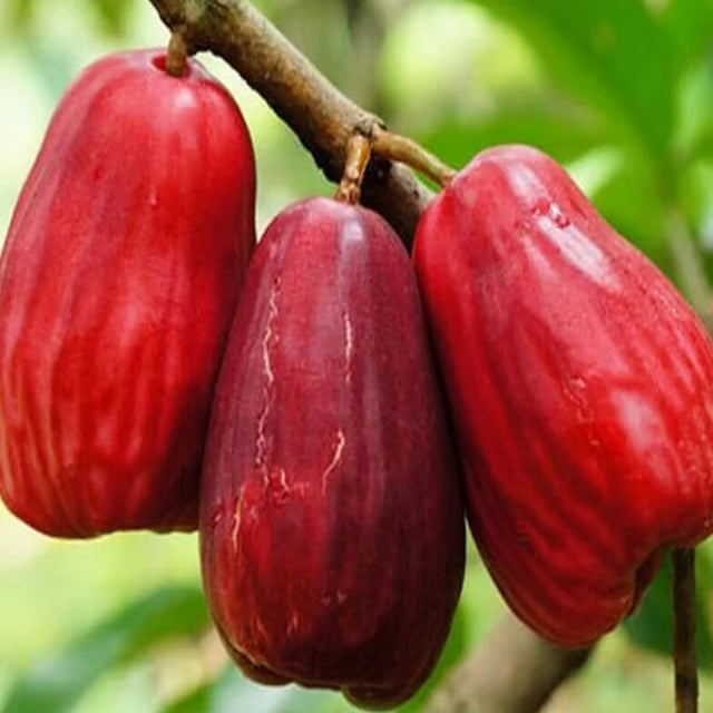 Jambu King Kong Wax Apple Water Apple Java Apple Jamrul Chamba Layering/Grafted Fruit Plant